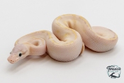 Python Royal - Python regius Ivory Pastel