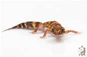Underwoodisaurus milii - Gecko aboyeur  Het HYPO