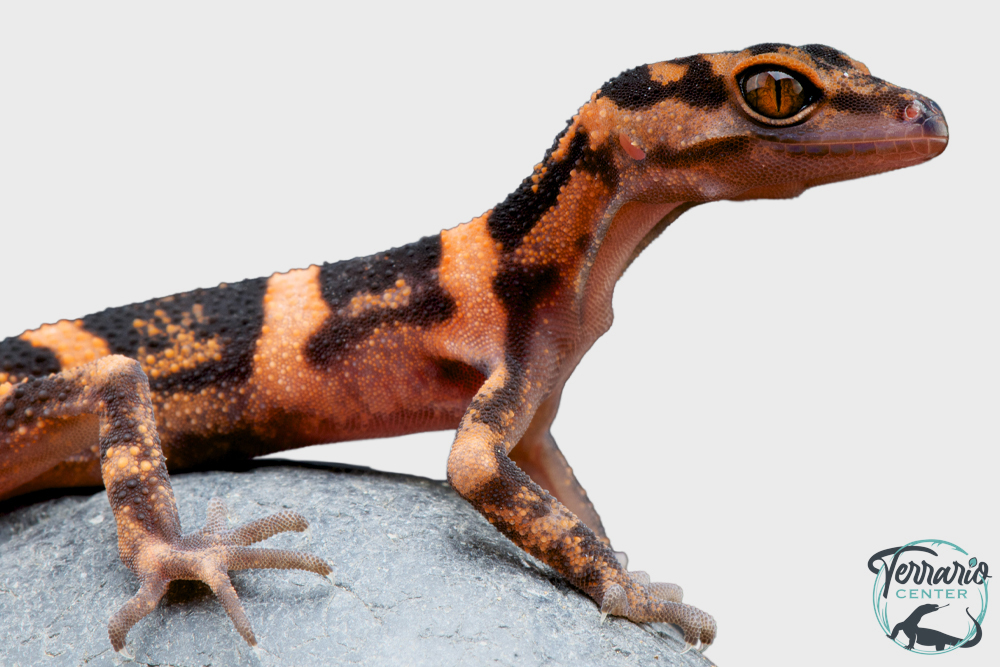 Goniurosaurus orientalis -  Gécko des cavernes japonais