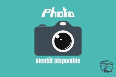 Lampropeltis triangulum hondurensis -  Faux-corail du Honduras - Super Tangerine - NC 2024