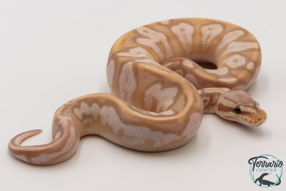 Python royal - Python regius Banana Sugar Pastel