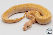 Python royal - Python regius Banana Lemon Blast Butter