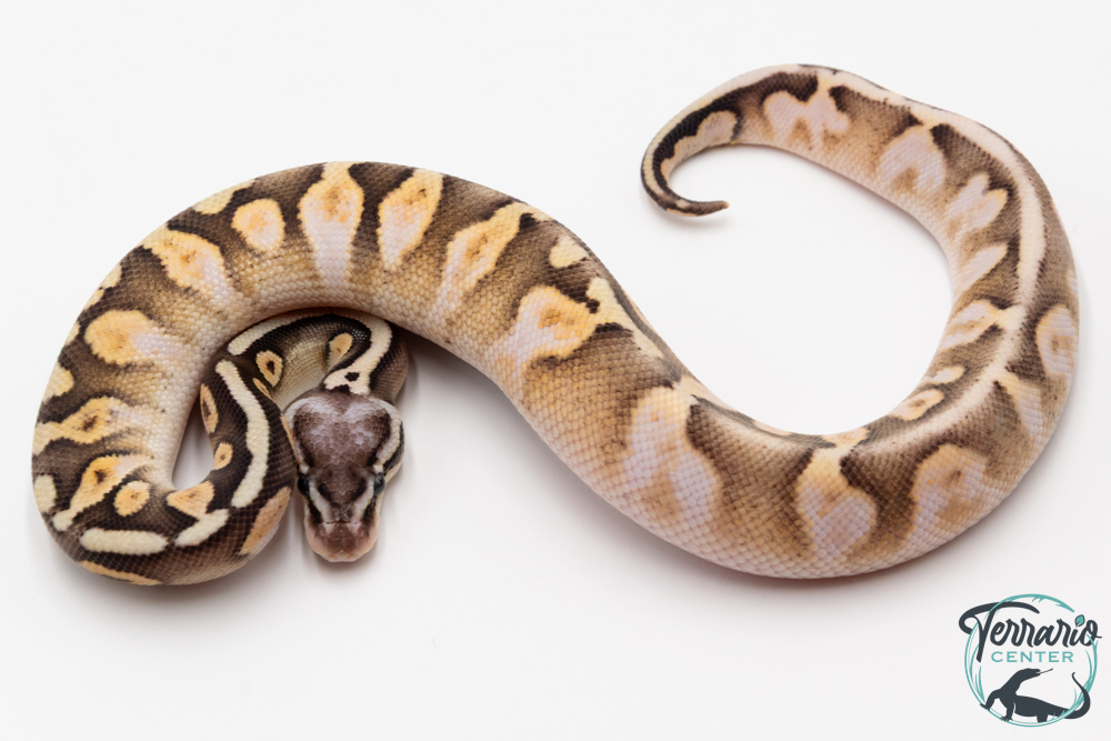 Python royal - Python regius Killer Sugar