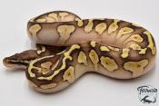 Python royal - Python regius Butter Pastel