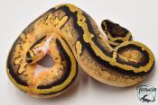 Python royal - Python regius Piebald Pastel