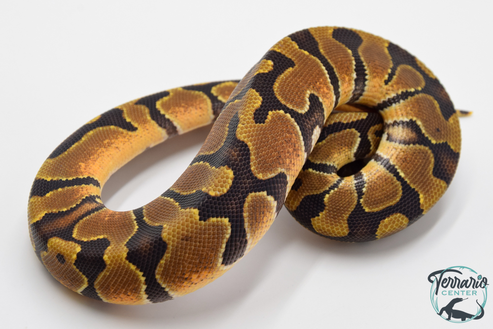 Python royal - Python regius Enchi het Hypo