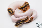 Python Royal - Python regius Piebald