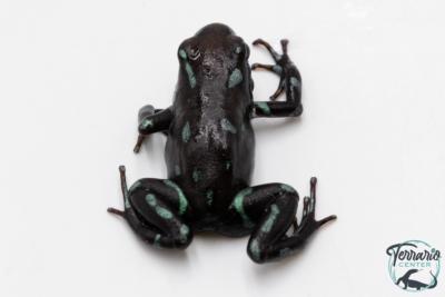 Dendrobates auratus - Dendrobate doré "Camouflage"