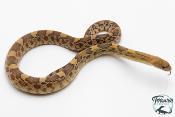 Pituophis deppei jani - Serpent taureau du Mexique