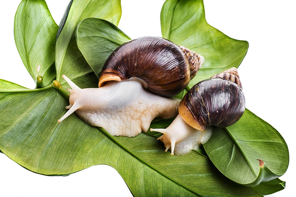 Gastropodes