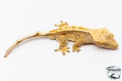 Correlophus ciliatus - Gecko à crête - NC 2025 -  39