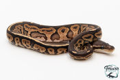 Python royal - Python regius Black Pastel