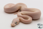 Python royal - Python regius Ivory Super Pastel