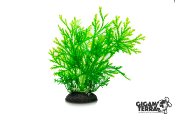 Plante 764 - Hauteur 17cm