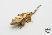Correlophus ciliatus - Gecko à crête - Femelle -  250228500117250