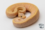 Python royal - Python regius Banana Lemon Blast